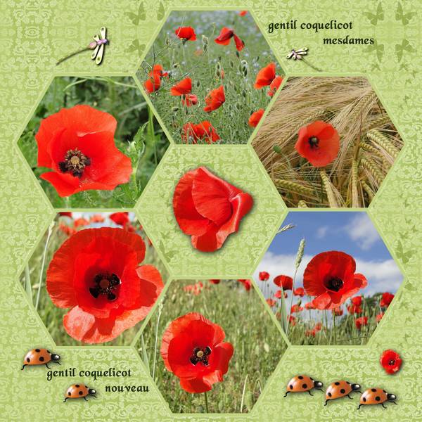 Album au fil des saisons