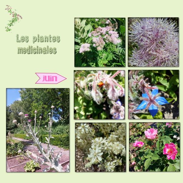 Album Le Jardin des Plantes