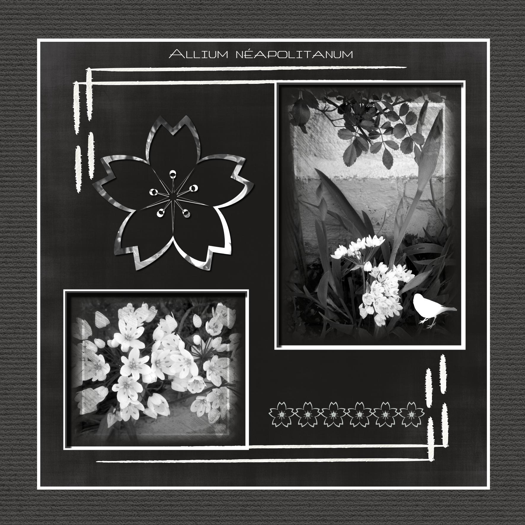 Allium néapolitanum.jpg