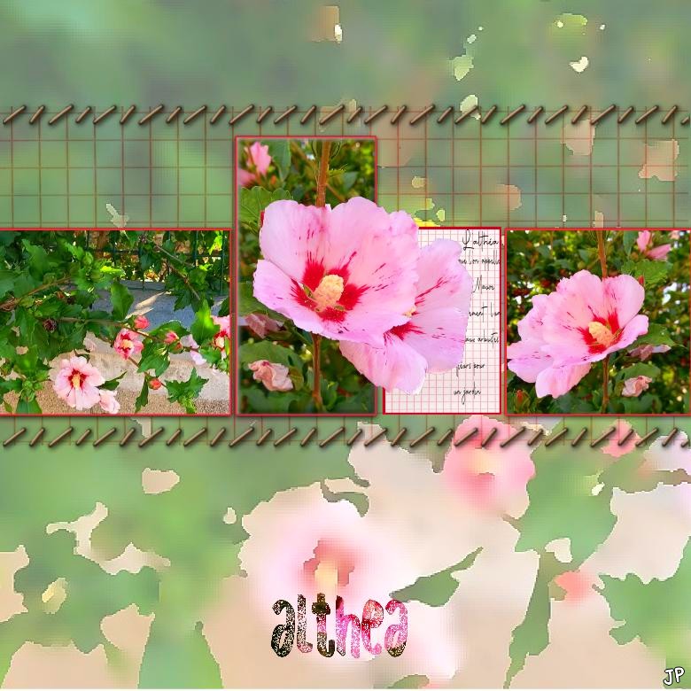 althéa de mon jardin DICTEE JUIN SNOOPY.jpg