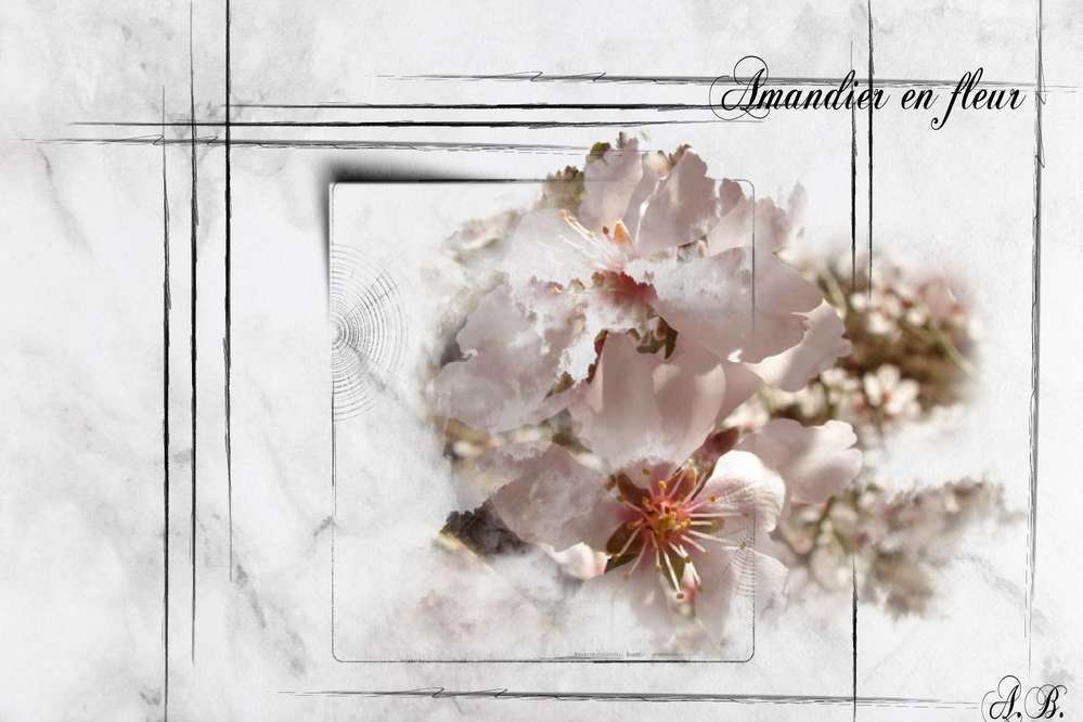 Amandier_en_fleur