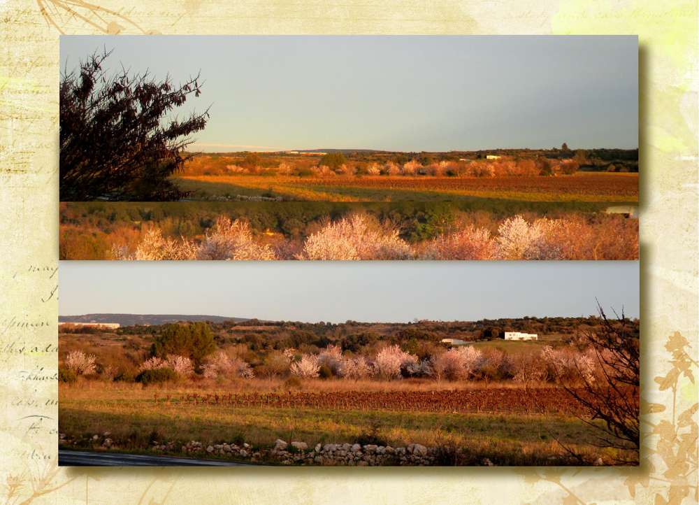 Amandiers en fleurs, Hérault février 2016
