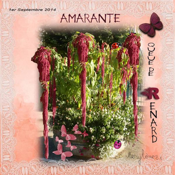 AMARANTE