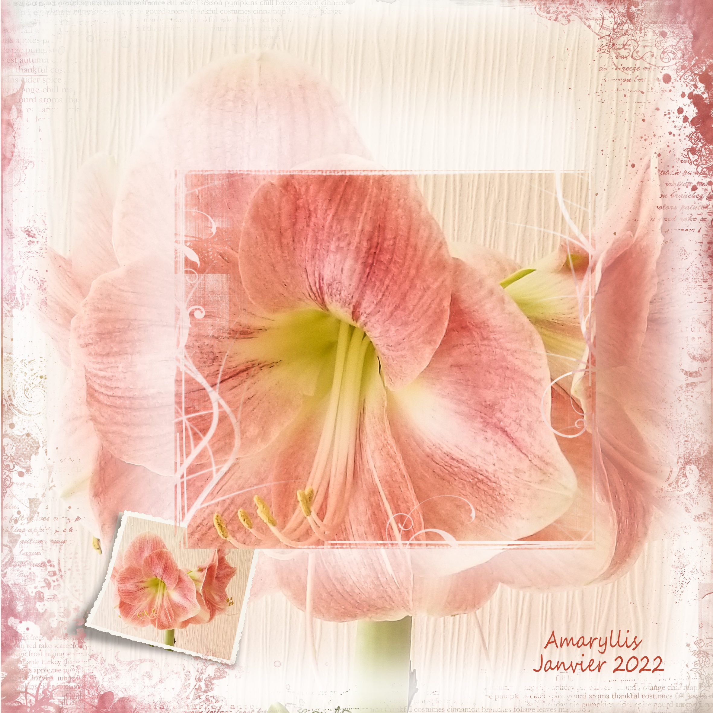Amaryllis 1.jpg