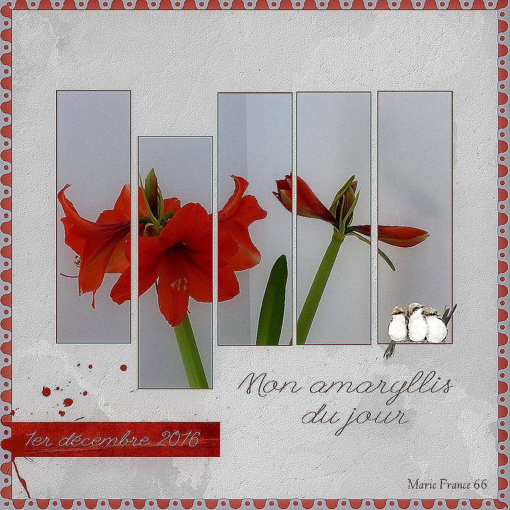 Amaryllis