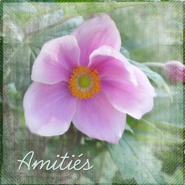 AMITIES