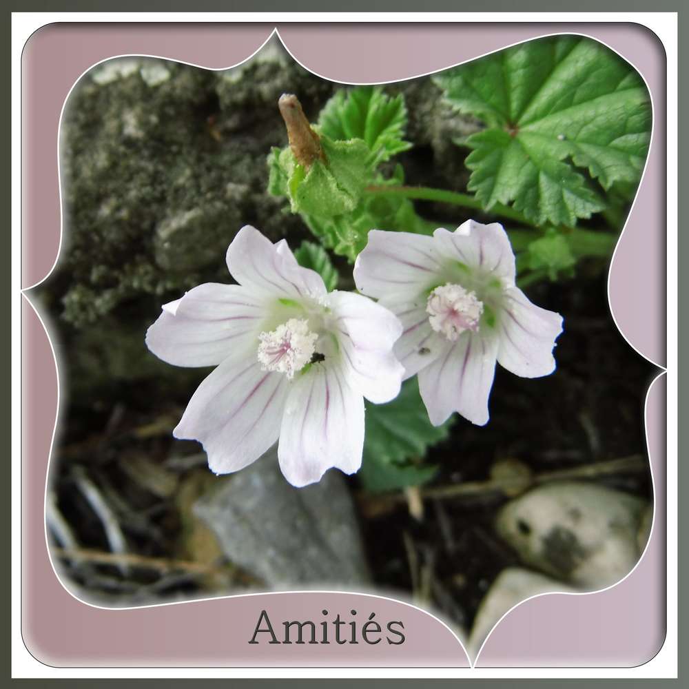 AMITIES