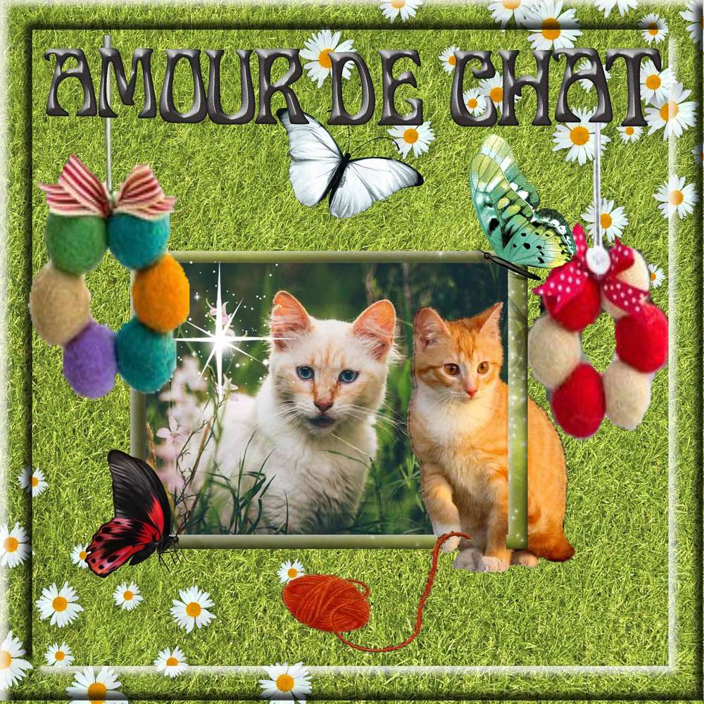amour de chat