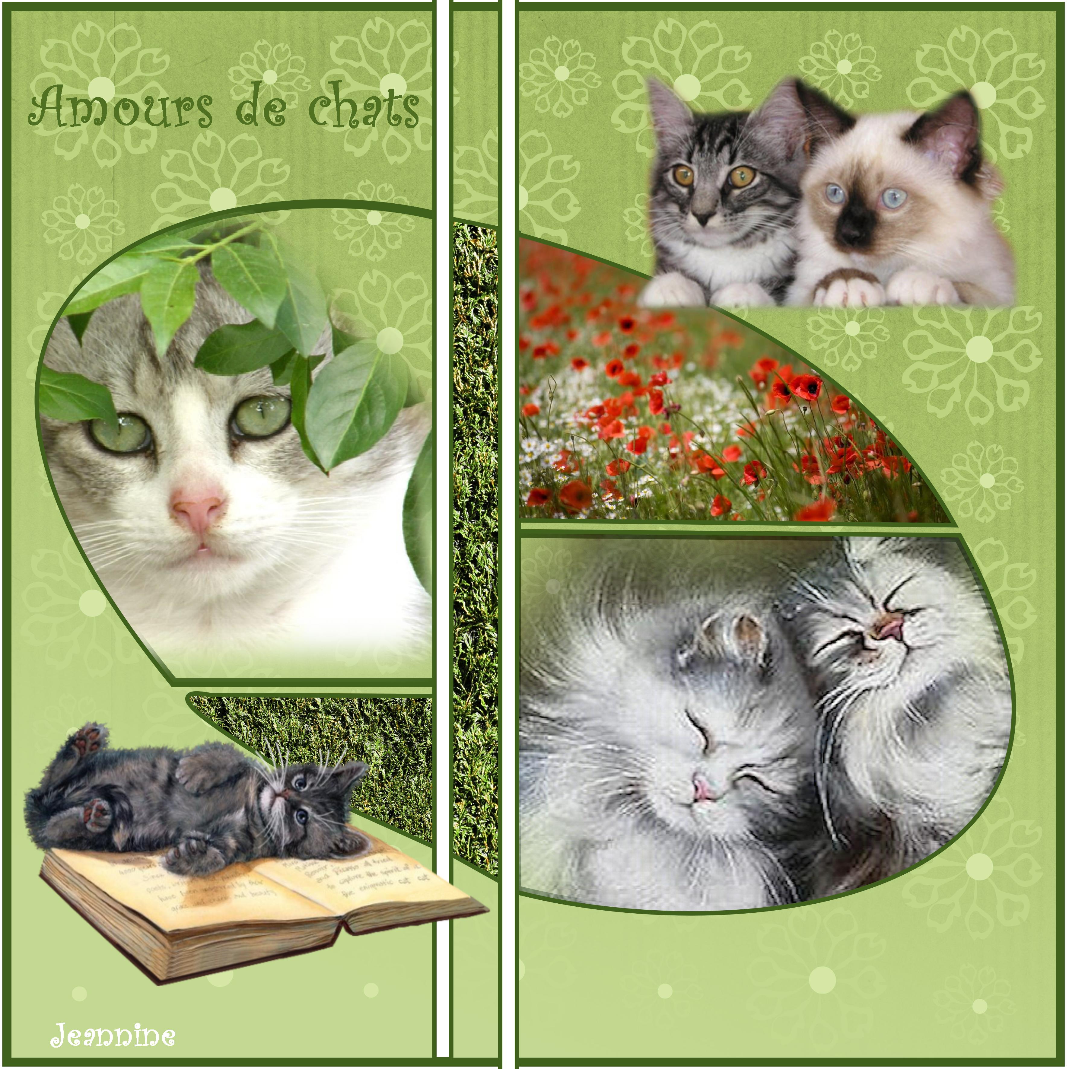 Amours de chats  Jeannine.jpg