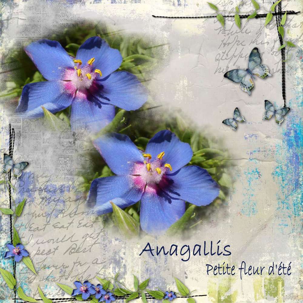 Anagallis