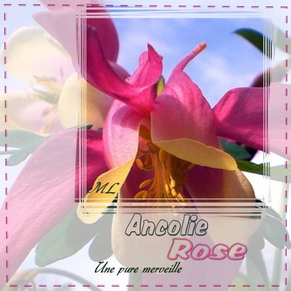 Ancolie rose