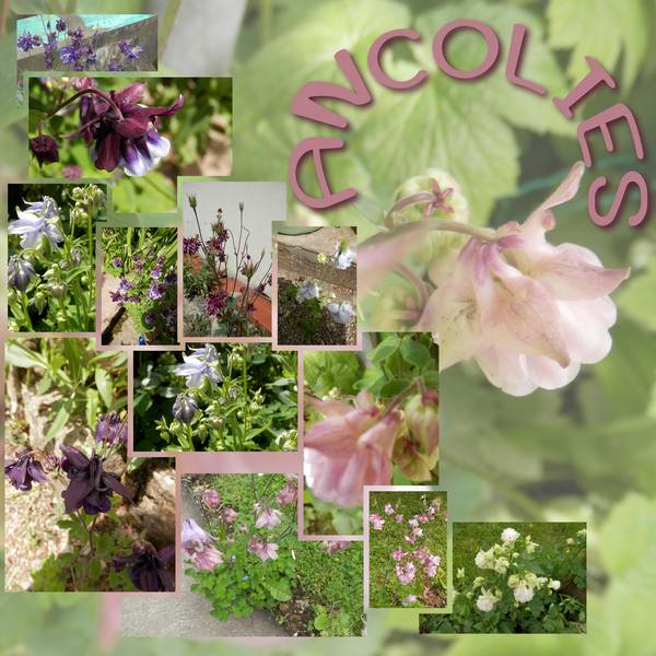 ANCOLIES DU JARDIN