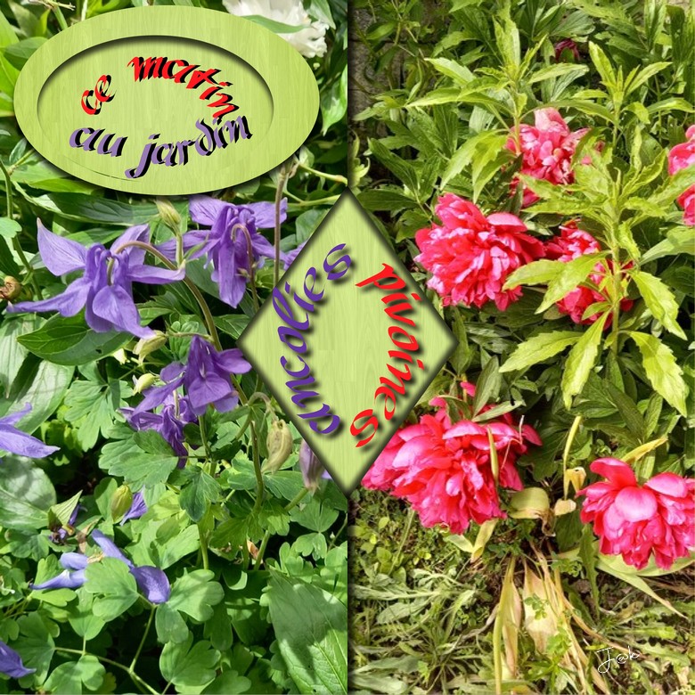 ancolies pivoines au jardin _24-05-21.jpg