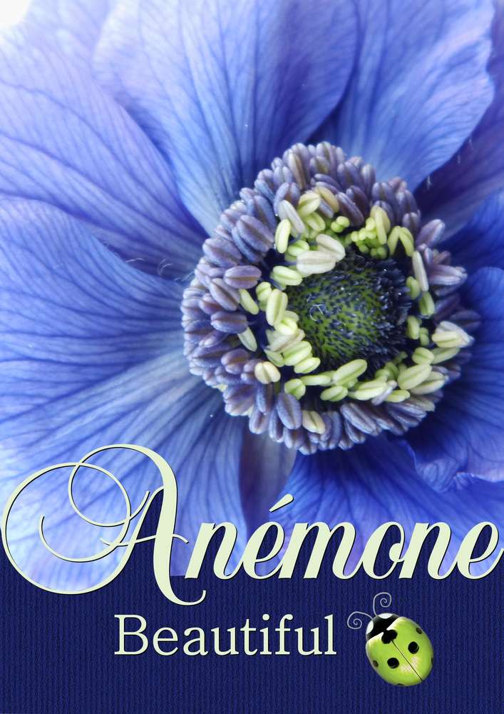 ANEMONE BEAUTIFUL