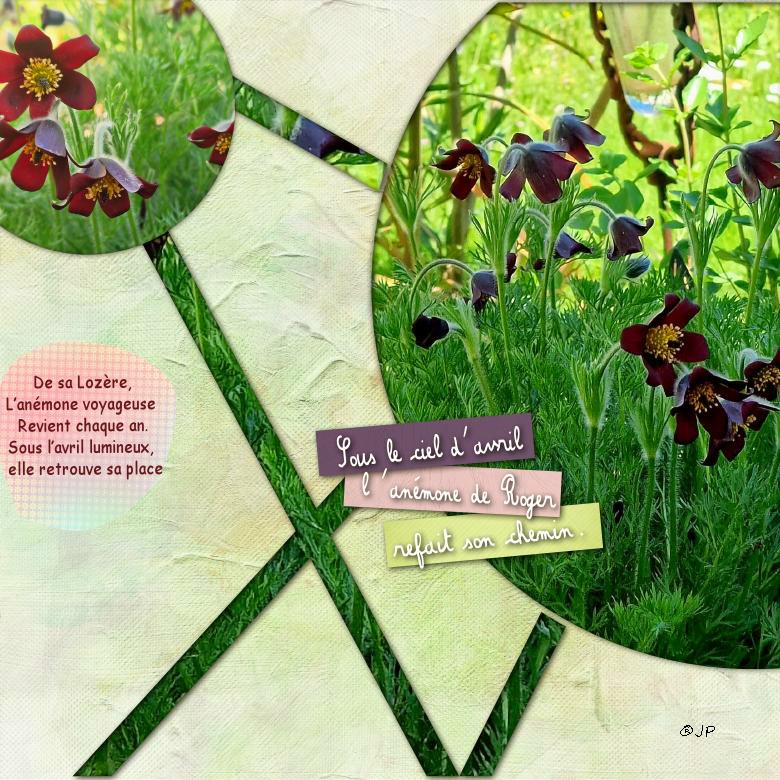 anemone de Roger.jpg