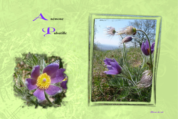 Anémone Pulsatille