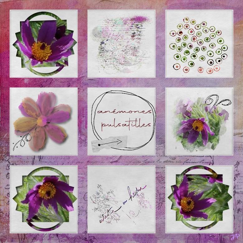 anemone pulsatilles 15 4.jpg