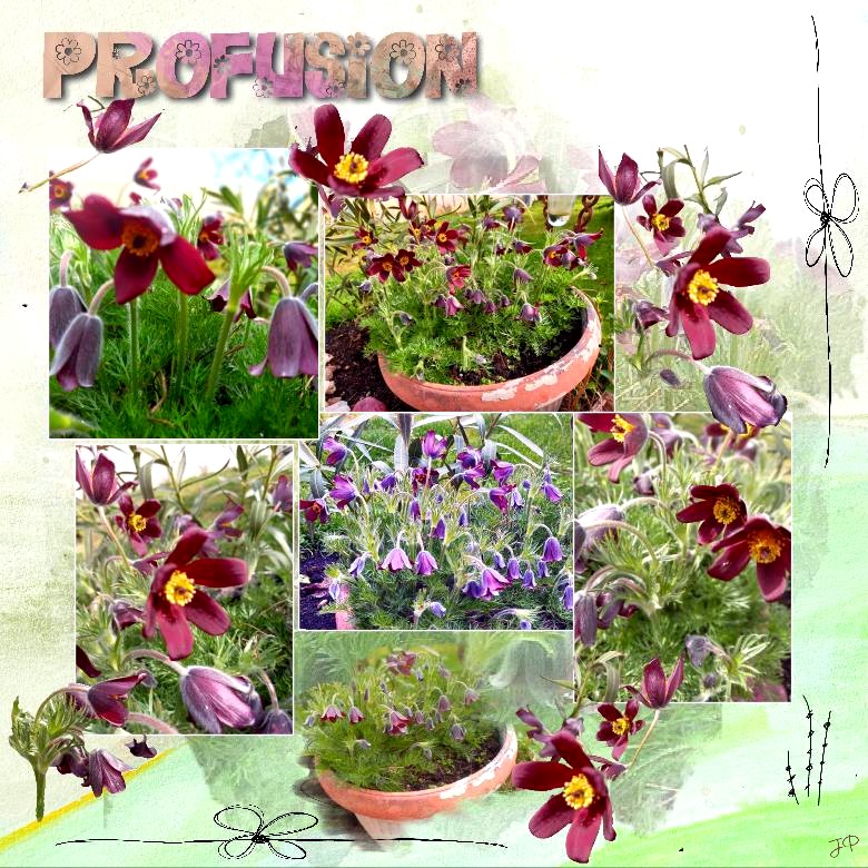 anemones a profusion.jpg