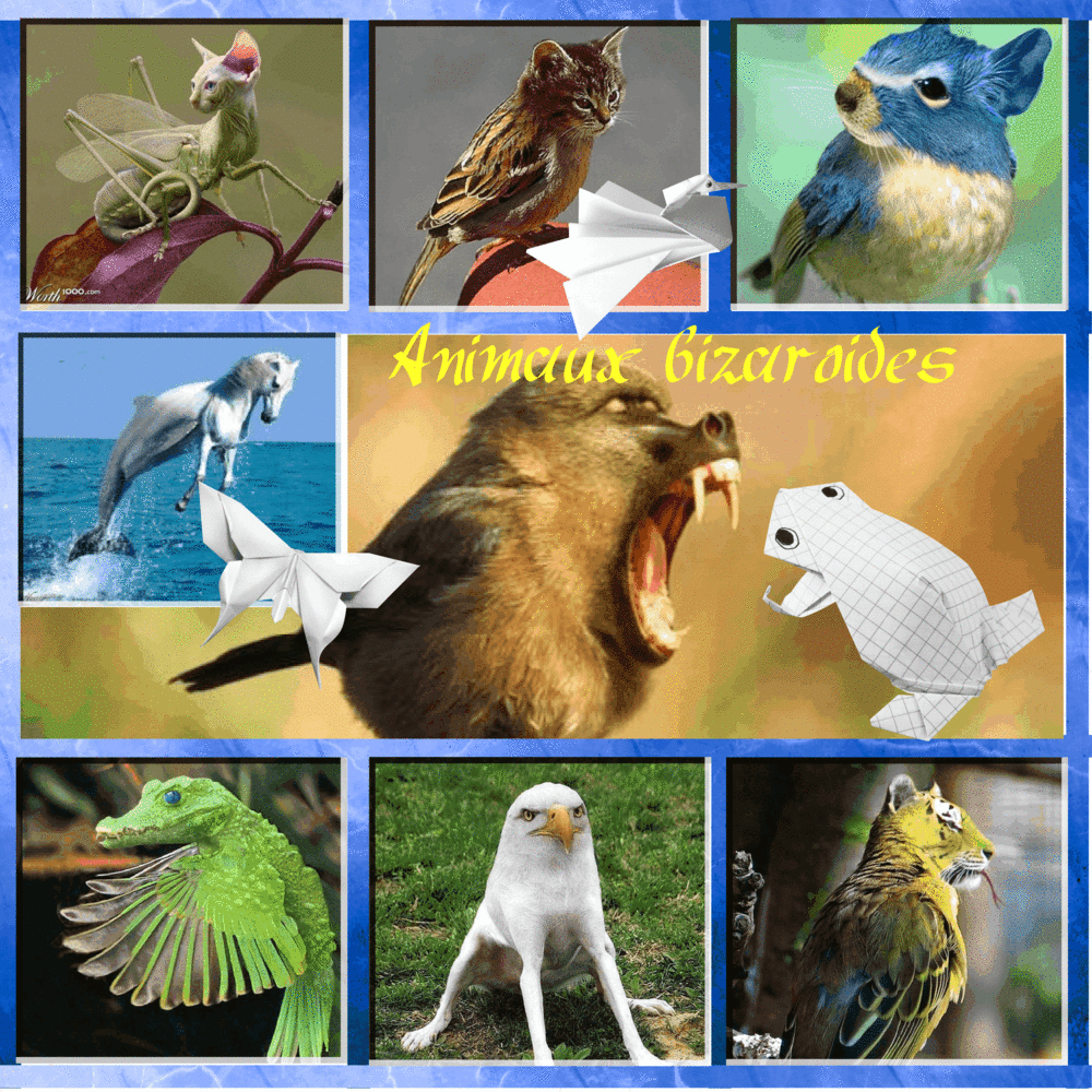 Animaux bizaroides