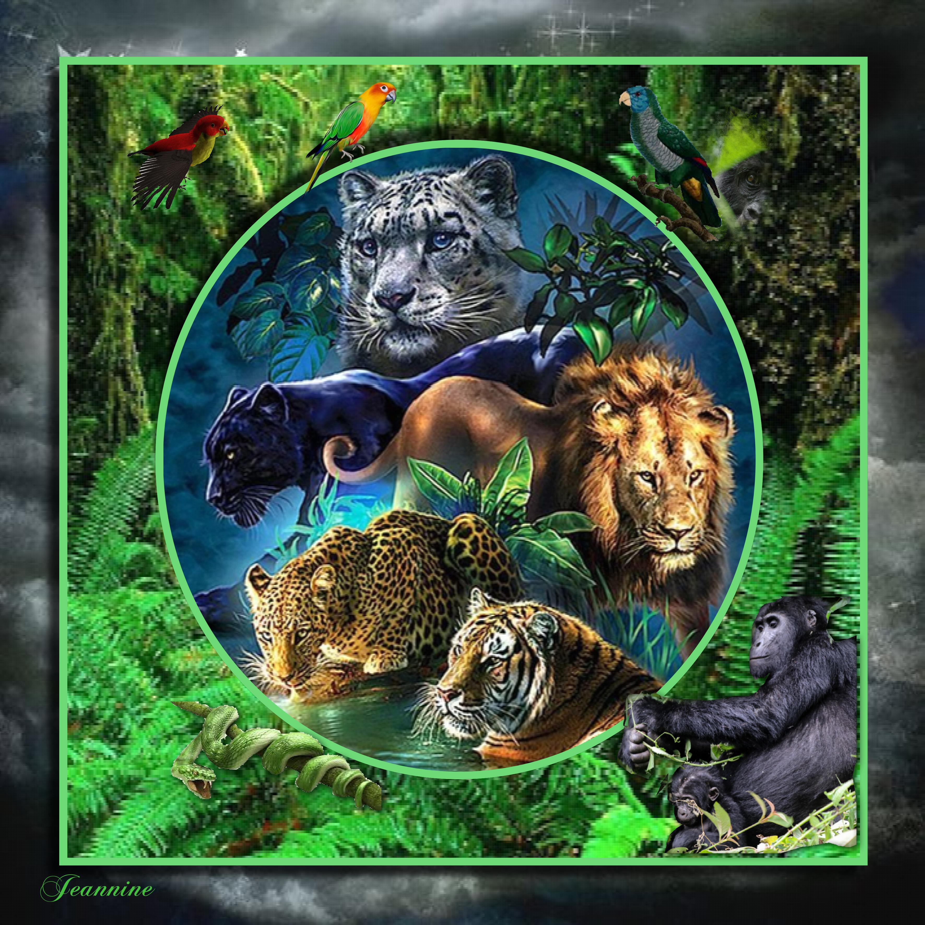 Animaux de la jungle_du_02-08-20.jpg