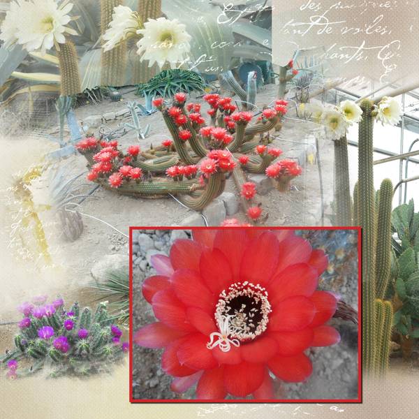 après ma visite à la cactuseraie