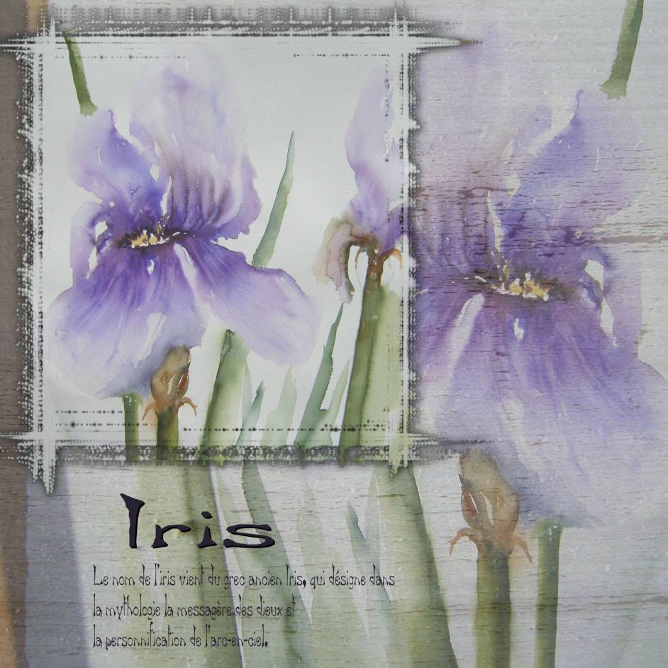 aquarelle  Iris