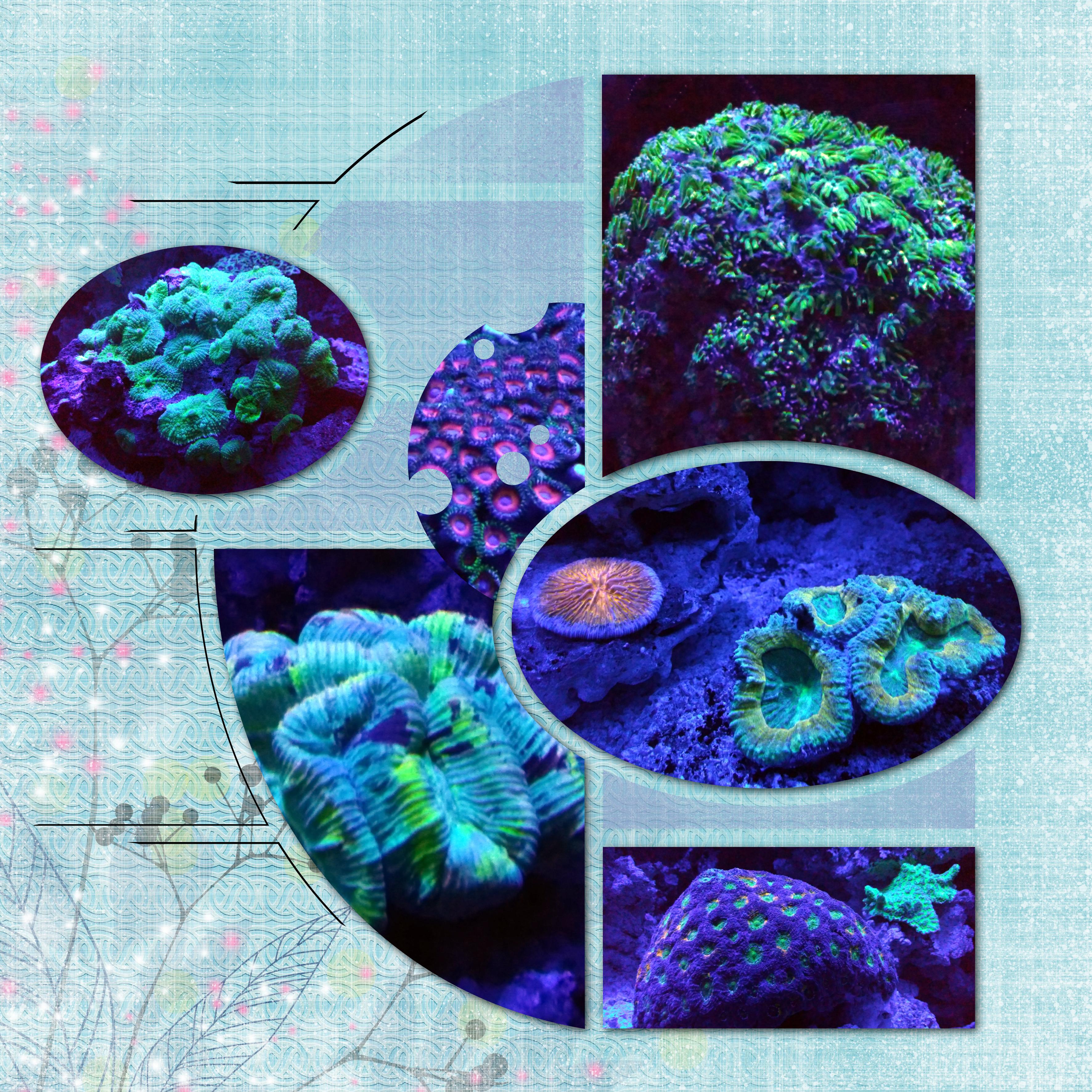 Aquarium 1 (page 5).jpg