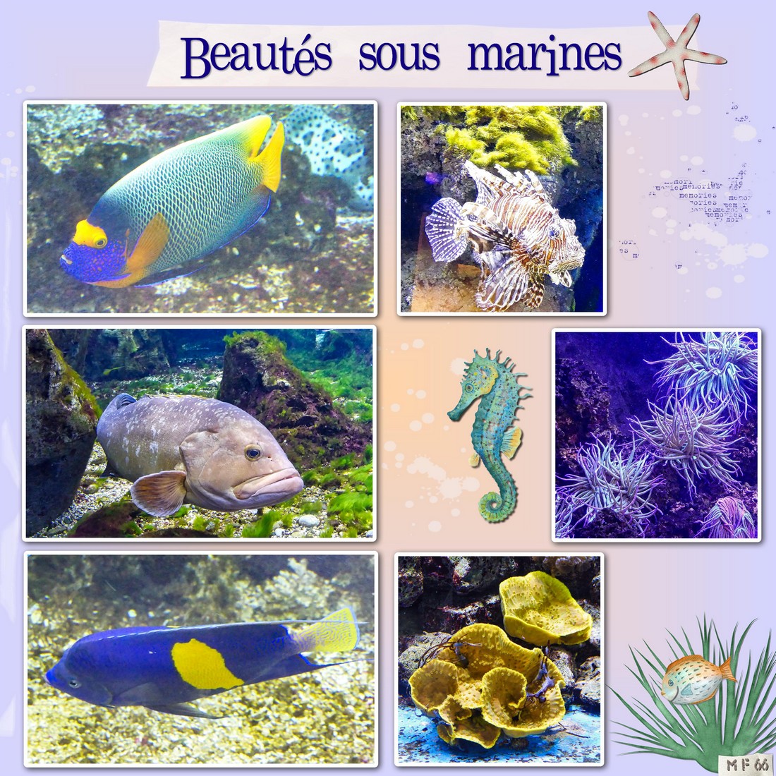 aquarium canet 19.1.22.(2).jpg