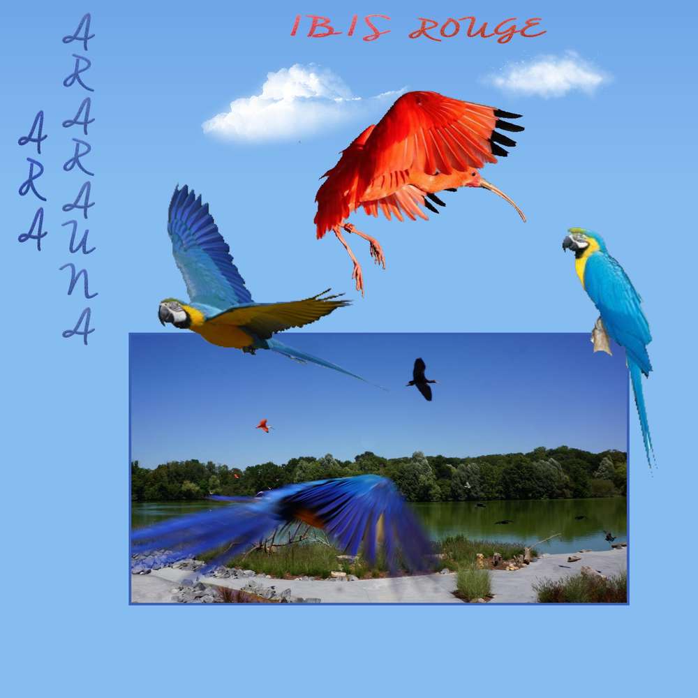 Ara et ibis