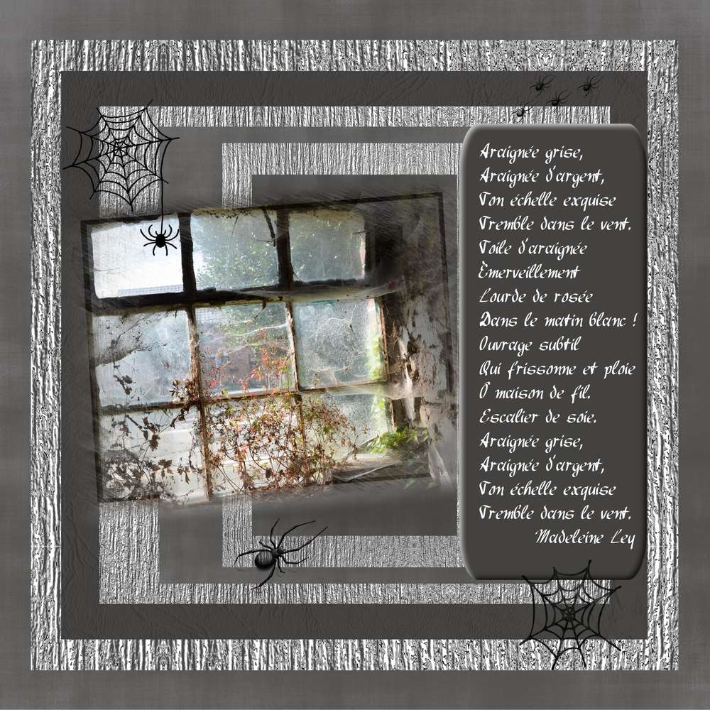 araignée du soir .. espoir