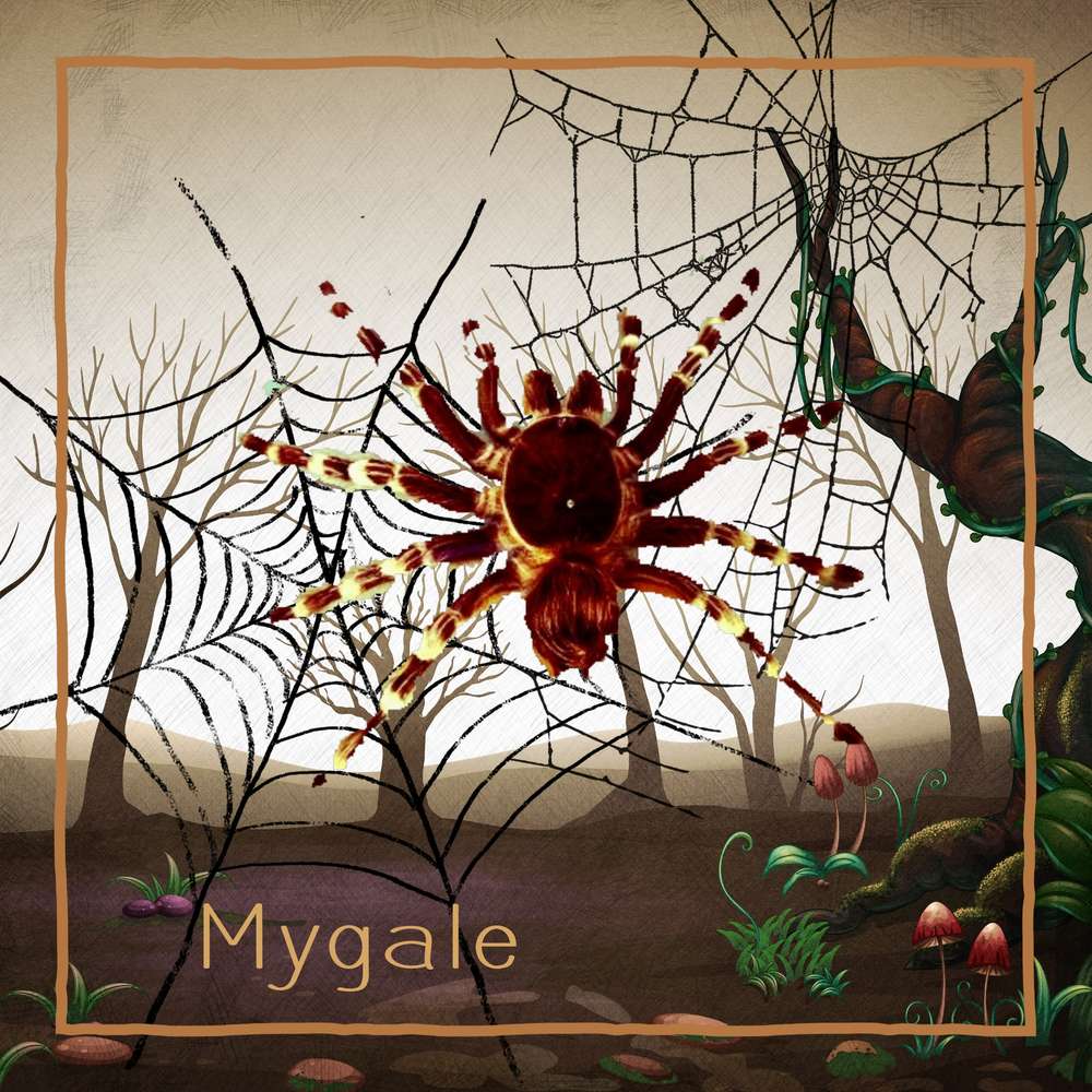 Araignée scraptober