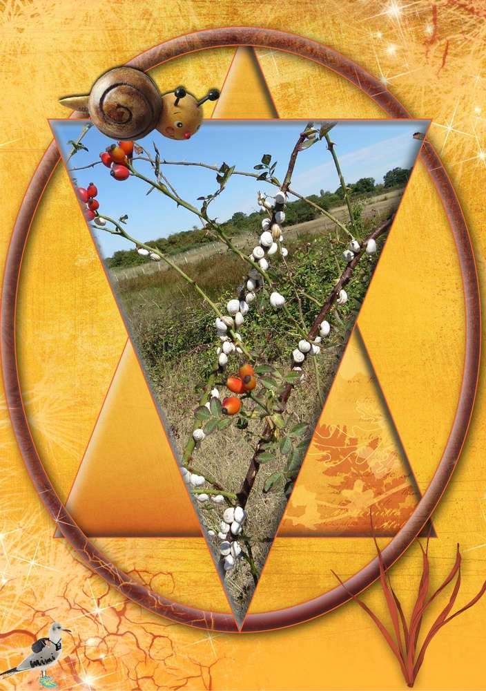 arbre à escargots ;)