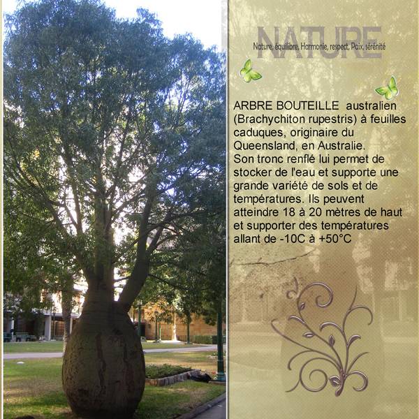 Arbre bouteille