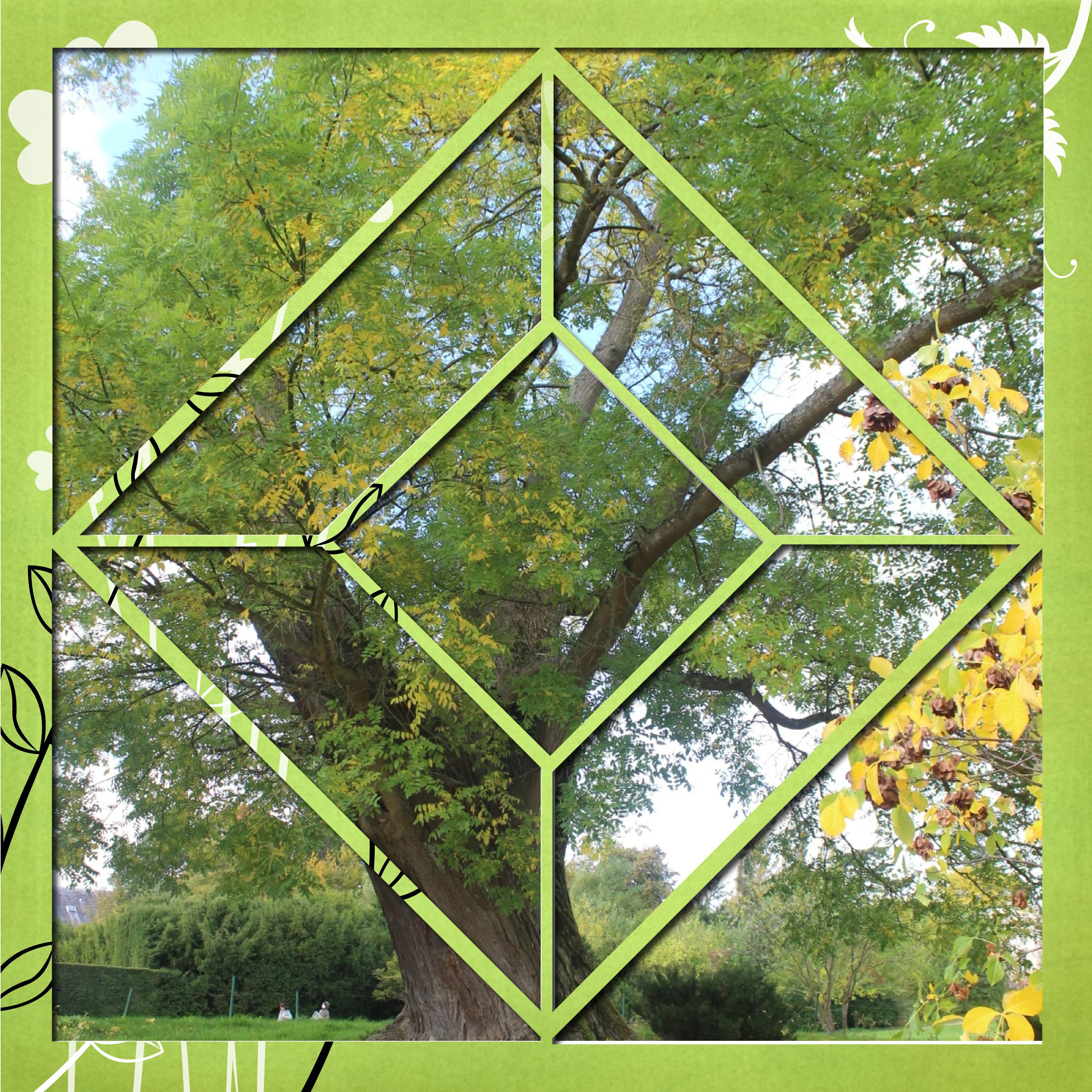 arbre dans le nature.jpg