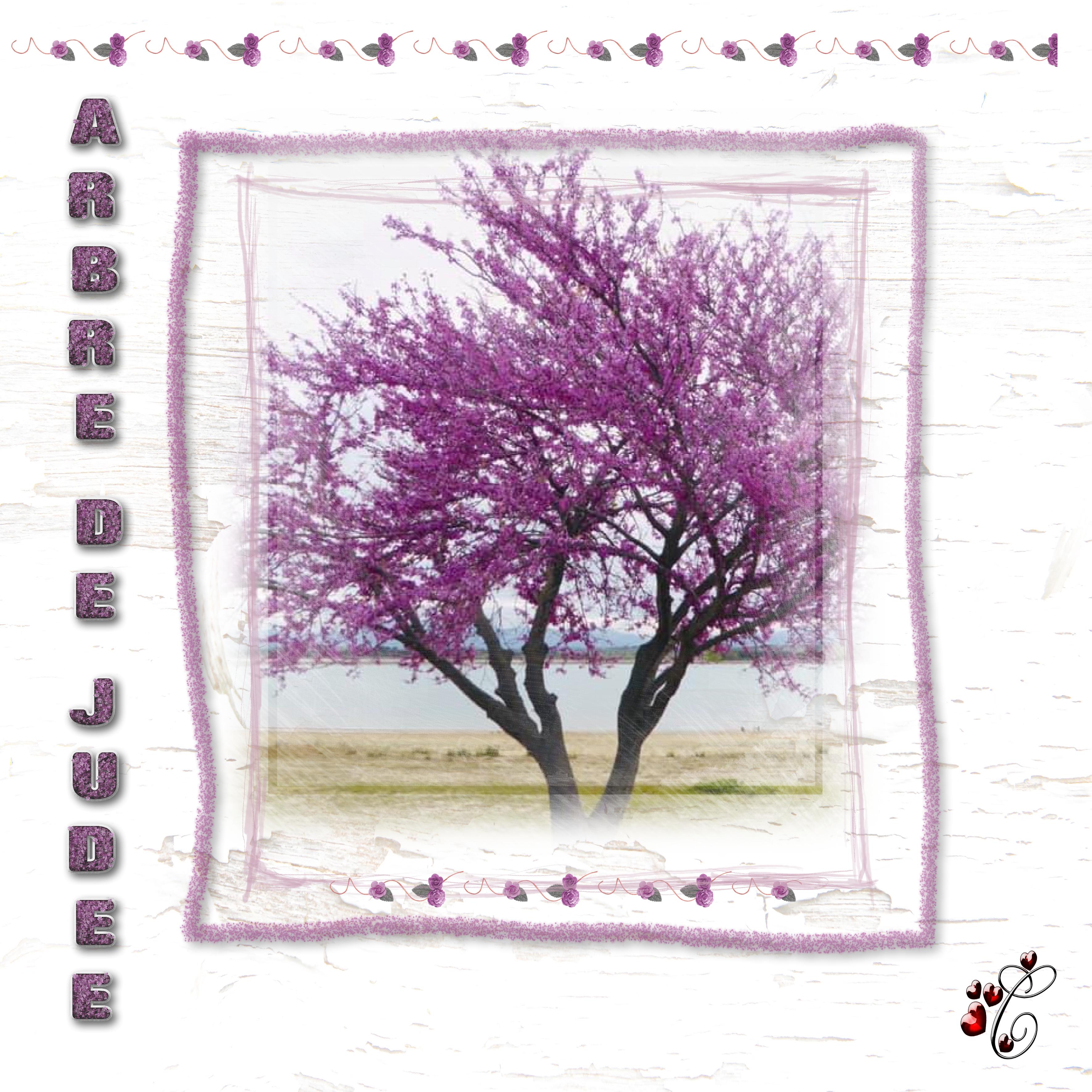 arbre de Judée au bord du lac