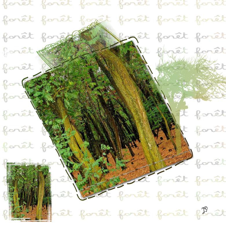 arbre essai fantaisie.jpg