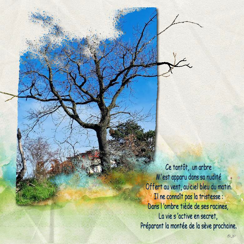 arbre nu.jpg