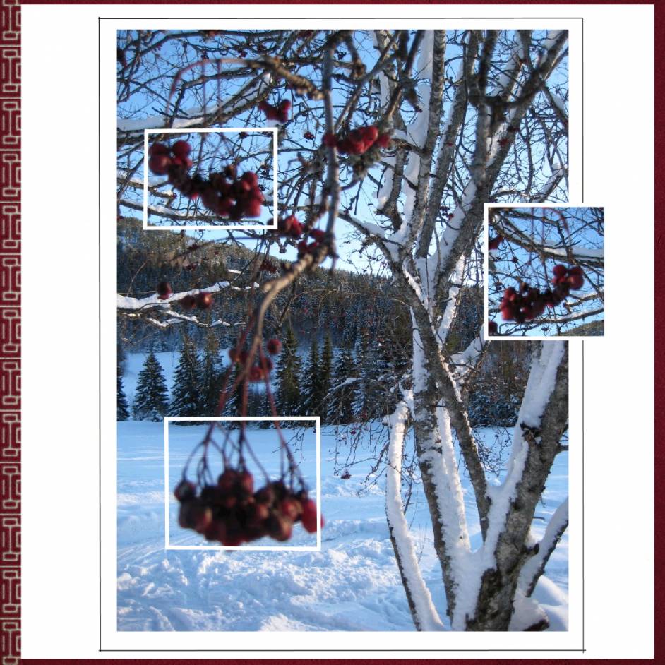 Arbre sous la neige