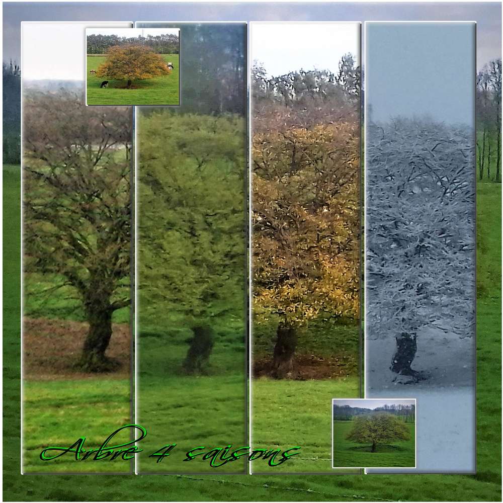 ARBRE_4_SAISONS_2019