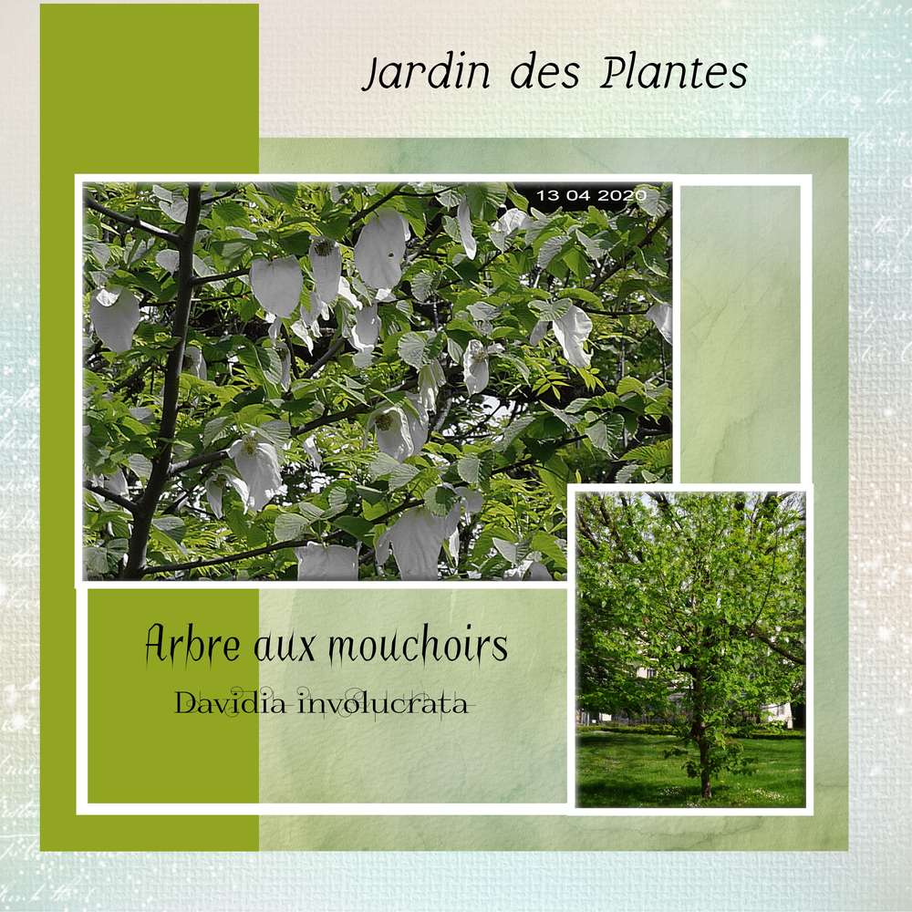 Arbres aux mouchoirs