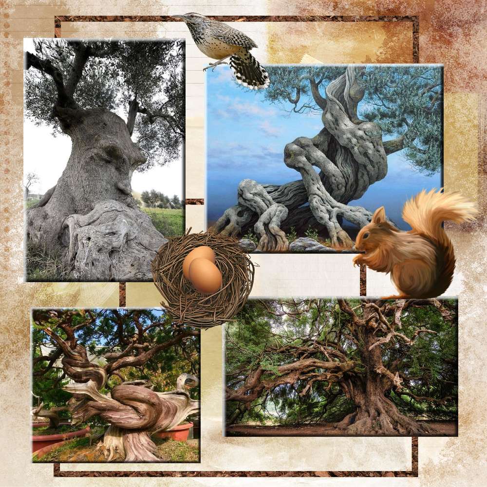 arbres dans tous ses états