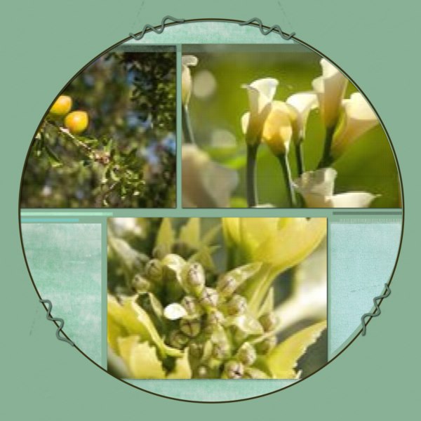 arganier, arum, aucuba...