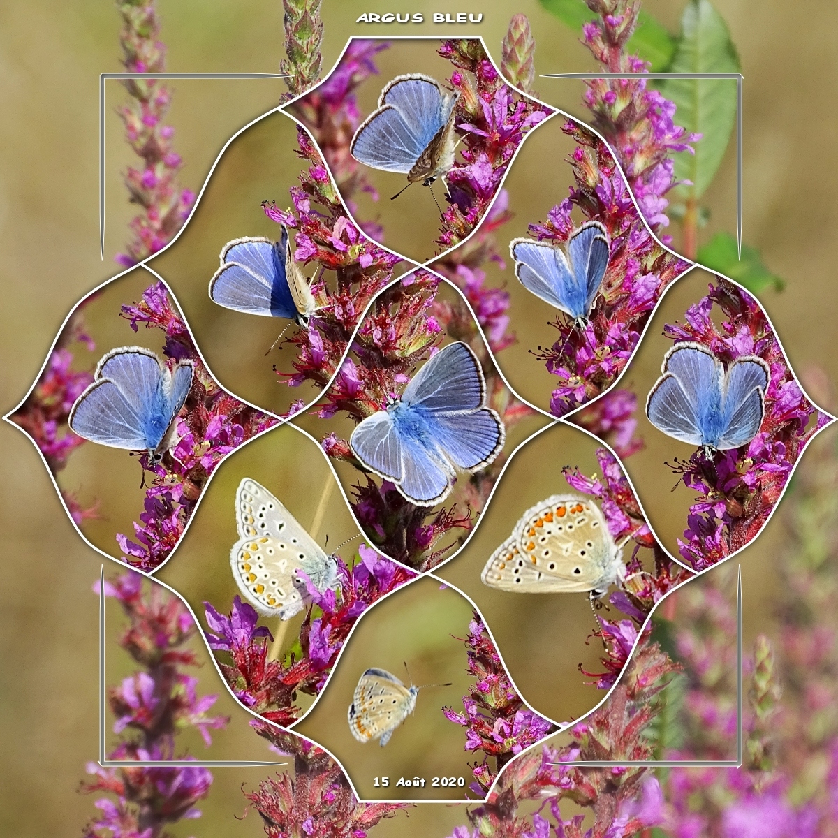 Argus bleu - 15 août 2020