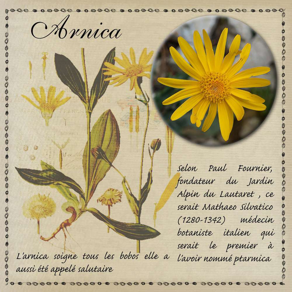 Arnica