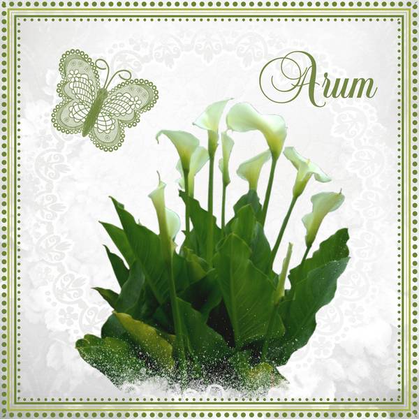 ARUM du JARDIN