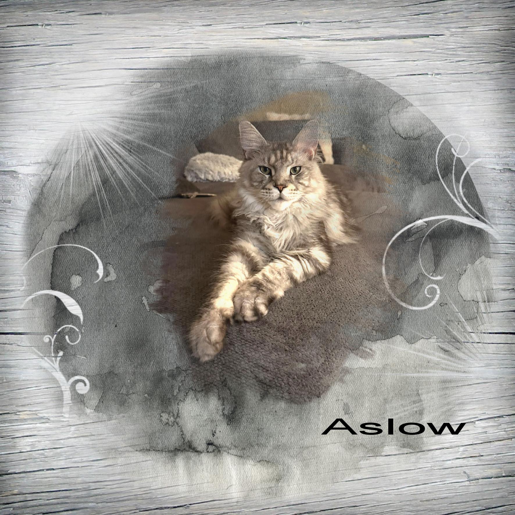 Aslow.jpg