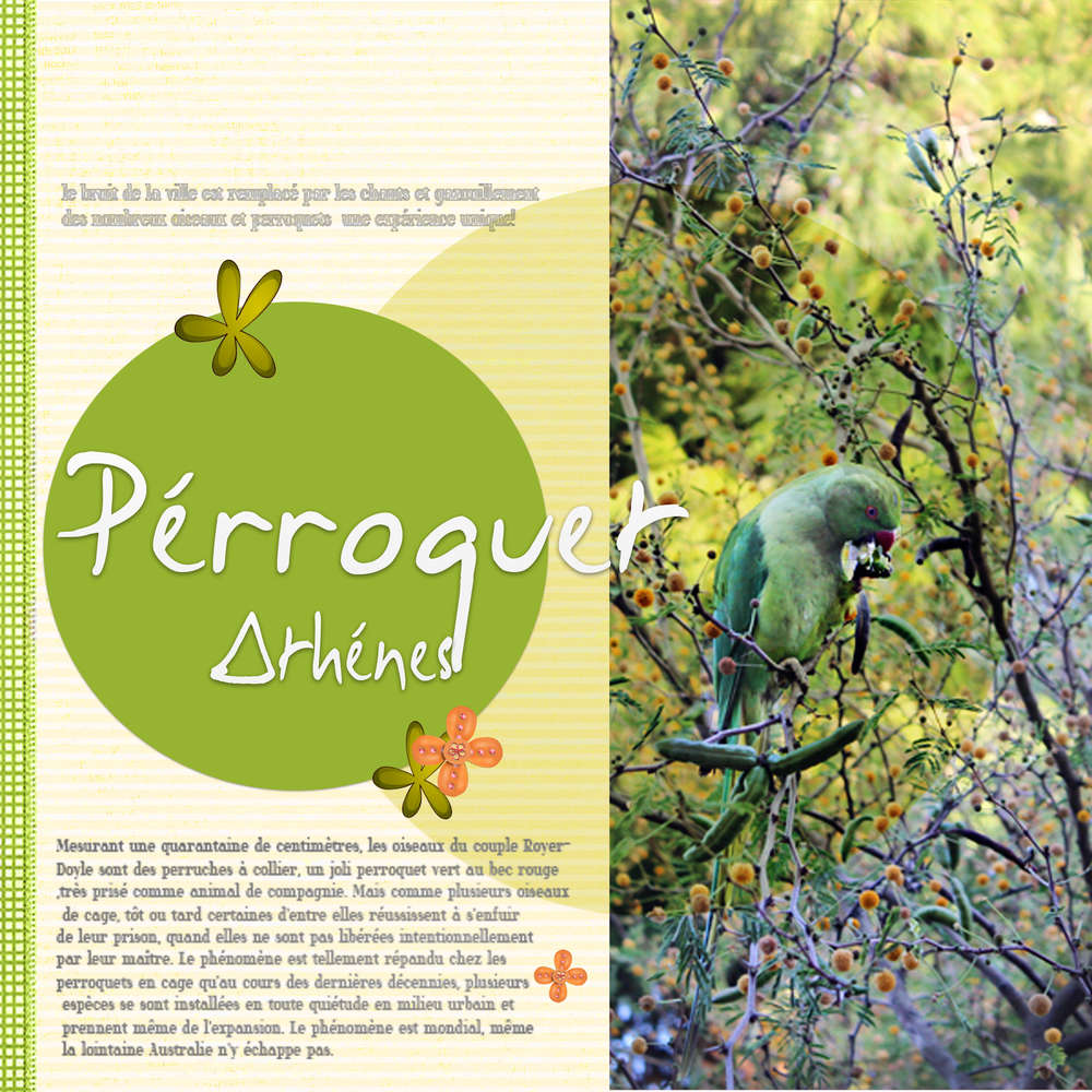 Athénes perroquet