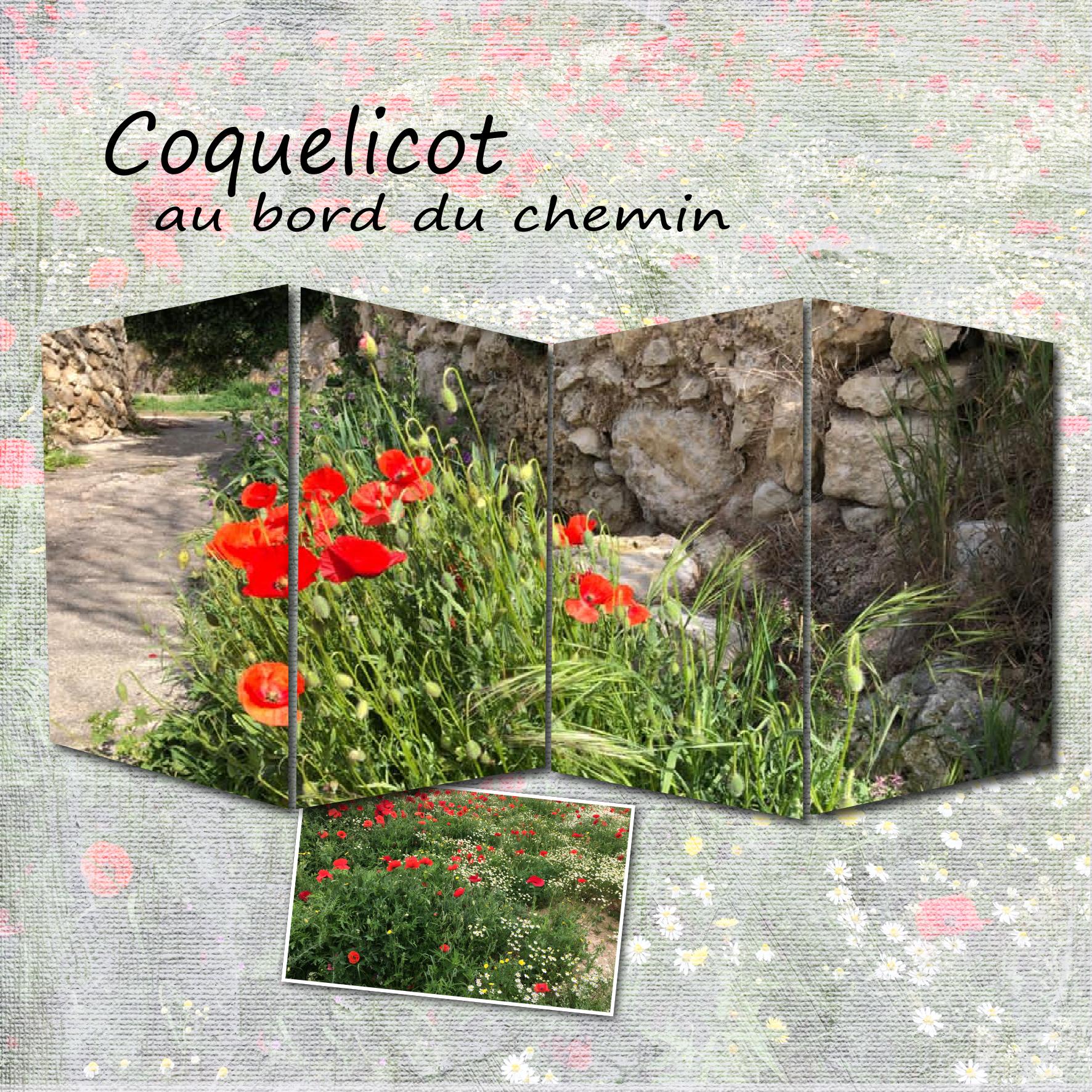 au bord du chemin.jpg