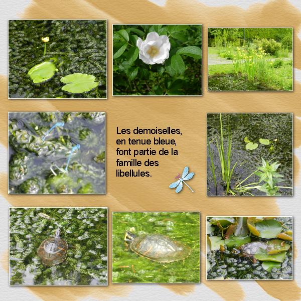 Au jardin des plantes médicinales.