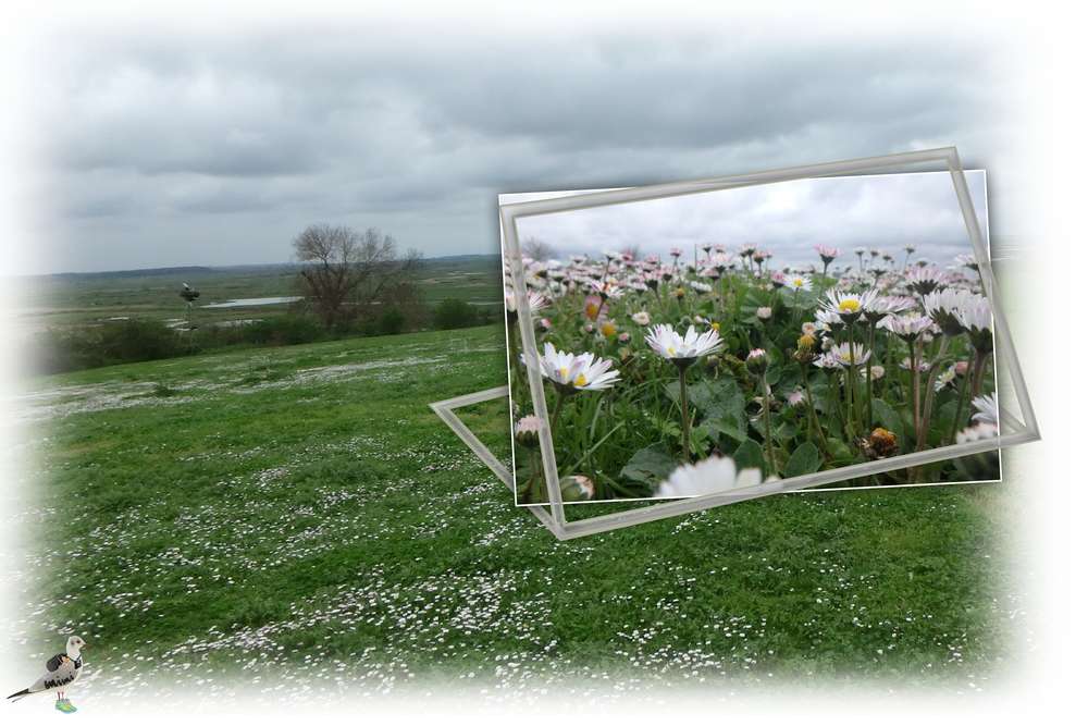 au raz des paquerettes